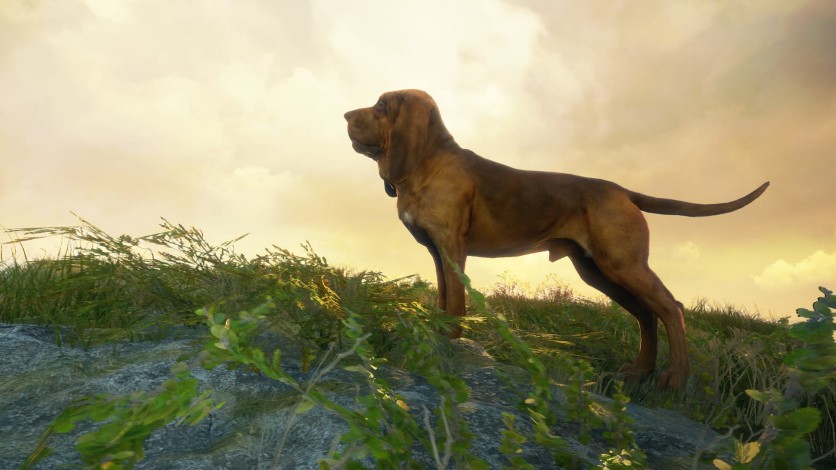 Screenshot 2 - theHunter: Call of the Wild - Bloodhound