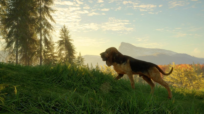 Screenshot 5 - theHunter: Call of the Wild - Bloodhound
